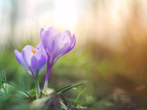 Voorjaarsbloemen bezorgen met boeketcadeau